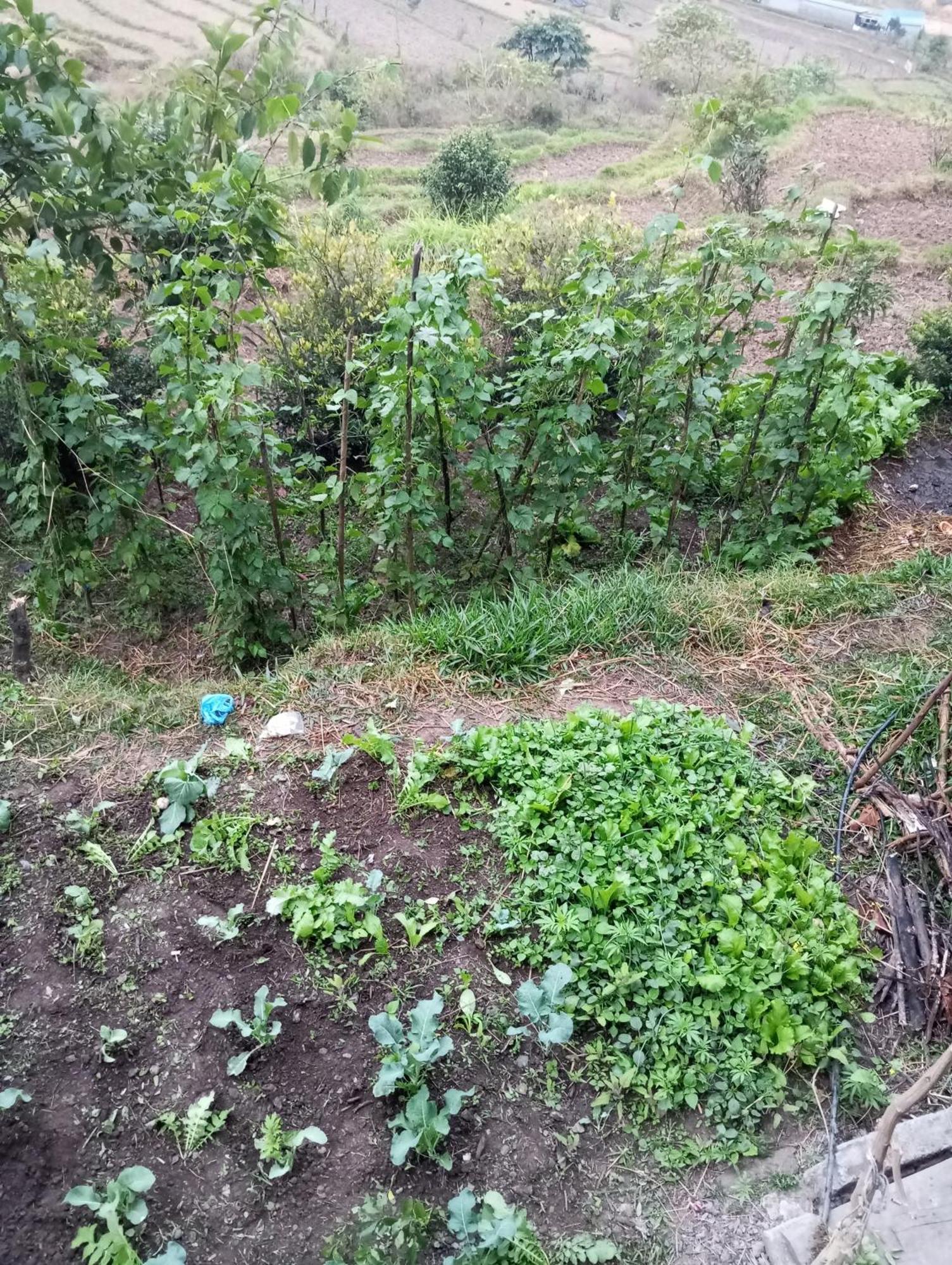 Gautam Garden Guest House Pokhara Zewnętrze zdjęcie